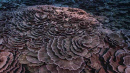 '예술작품인 듯'…남태평양 해저 수놓은 거대 산호초