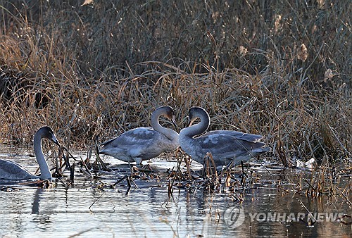 강원 낮 최고 12도 '포근'…영동은 대기 건조