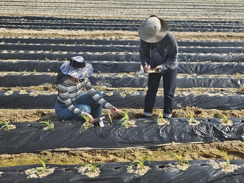이천시농업기술센터 영농기술팀 농번기 영농현장 기술 지원