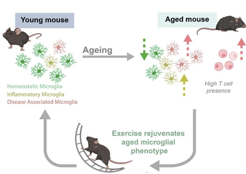 [사이테크+] 생쥐 운동시켰더니…"뇌 인지기능 저하 막는 세포 수준 변화"