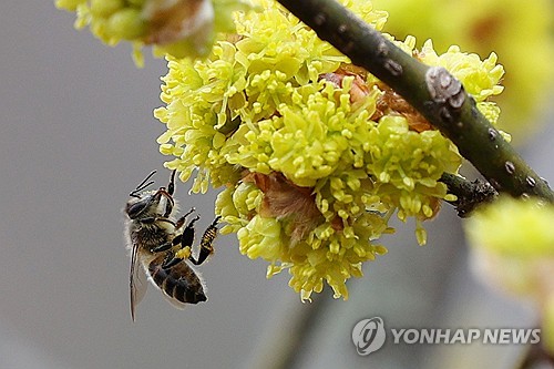 꿀벌 폐사 막아라…서울시, 독성 농약 사용 전면금지
