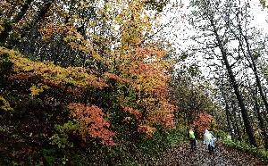 가을 산행 즐기는 하이원 트레킹